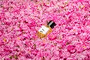Radical Rose ambiance.webp
